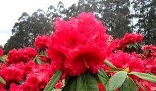 Rhododendron Cornish-red